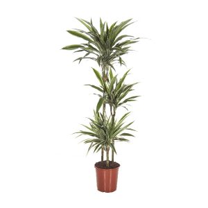 Драцена Варнеки на стволах