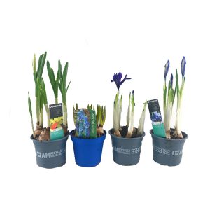 Луковичный микс