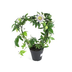 Пассифлора