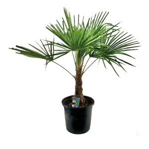 Трахикарпус