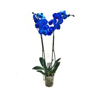 Орхидея Фаленопсис Королевский голубой