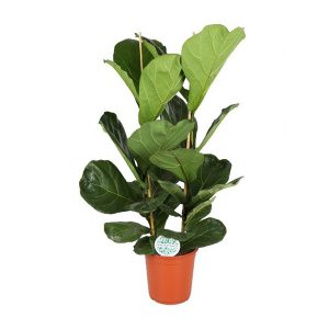 Фикус Лирата 3 ствола