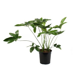 Филодендрон Грин Вандер