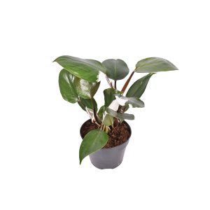 Филодендрон Вайт Кинг