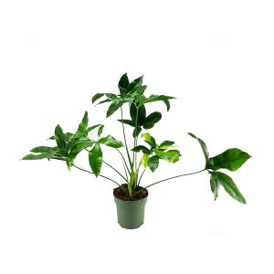 Филодендрон Фан Бан