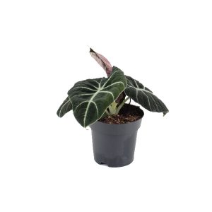 Алоказия Black Velvet