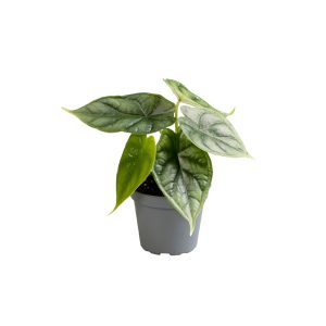 Алоказия Dragon Scale