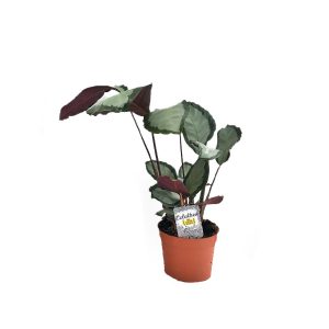 Калатея Пиктуратус