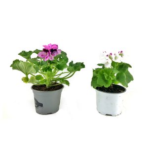 Пеларгония крупноцветковая