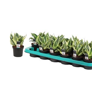 Сансевиерия голден Ханни