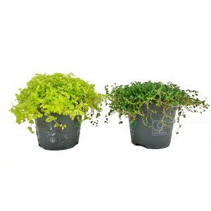 Солейролия