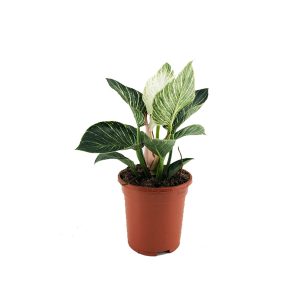 Филодендрон Биркин