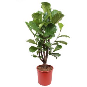 Фикус Лирата разветвленный