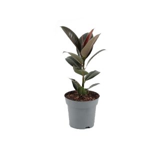 Фикус эластика Мелани