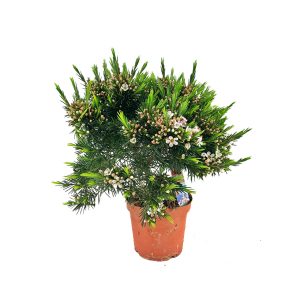 Хамелациум