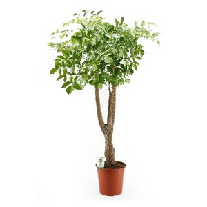 Гетеропанакс китайский