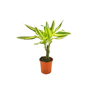 Драцена фрагранс Yellow Coast