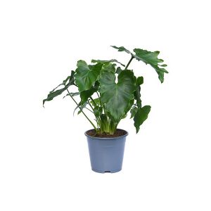 Филодендрон Шангрила