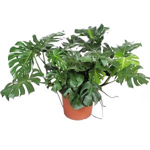 Монстера гигант