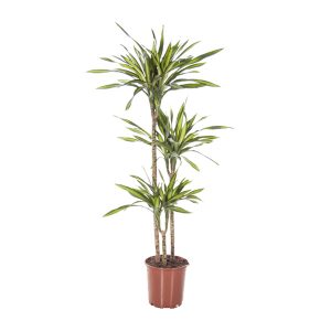 Драцена Рики на стволах