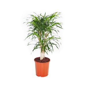 Драцена Анита бранч