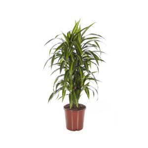 Драцена Гавайская бранч