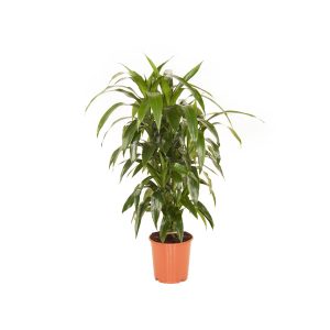 Драцена Джанет Крейг бранч