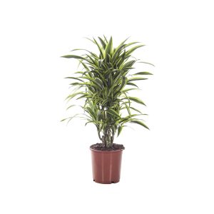 Драцена Лемон лайм бранч