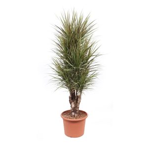 Драцена Маргината биколор бранч