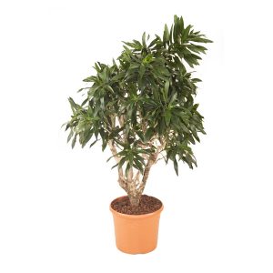 Драцена Рефлекса бранч