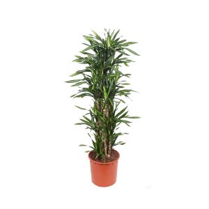 Драцена Рики бранч