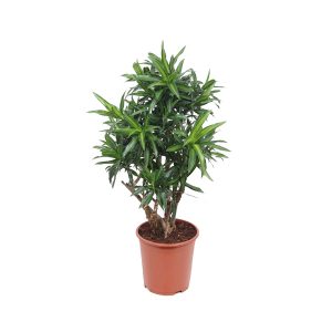 Драцена Song of Jamaica бранч