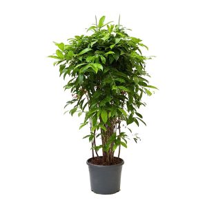 Драцена Суркулоза бранч