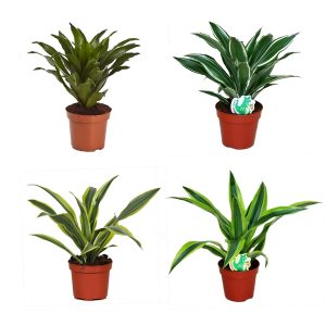 Драцена мини микс