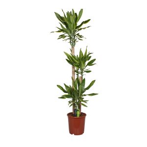 Драцена Голден Кост на стволах