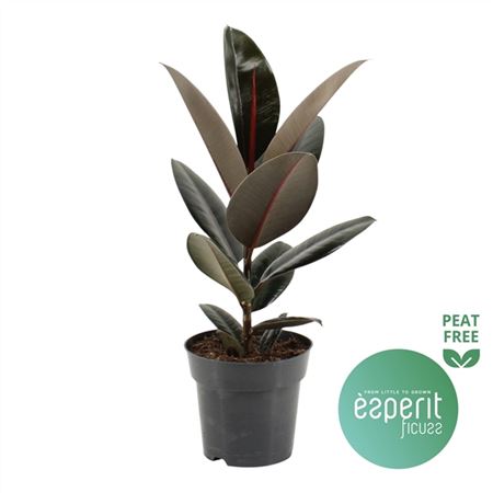 b006609_0000233016_h_1