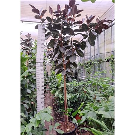 b006609_0000281108_h_1