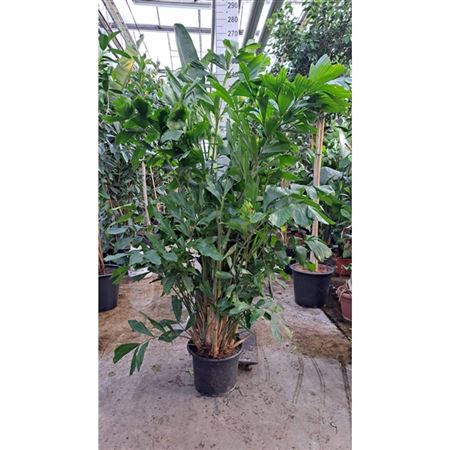 b007207_0000236486_h_1