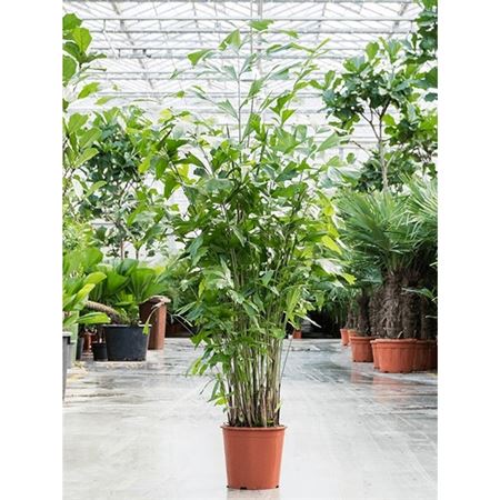 b007207_0000283494_h_1