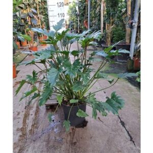 Филодендрон Ксанаду