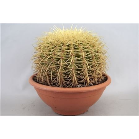 b008147_0000242913_h_1