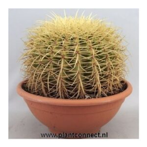 Эхинокактус Грусонии Бовл