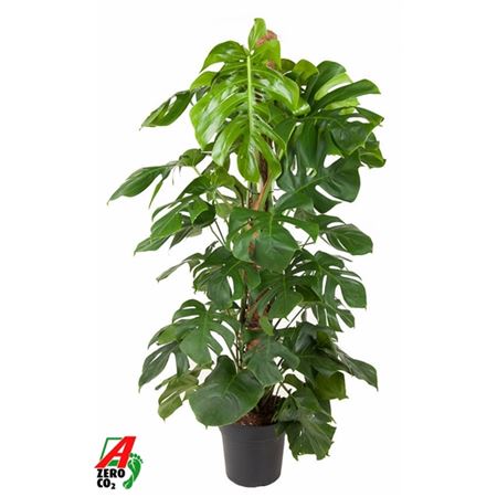 b008237_0000277082_h_1