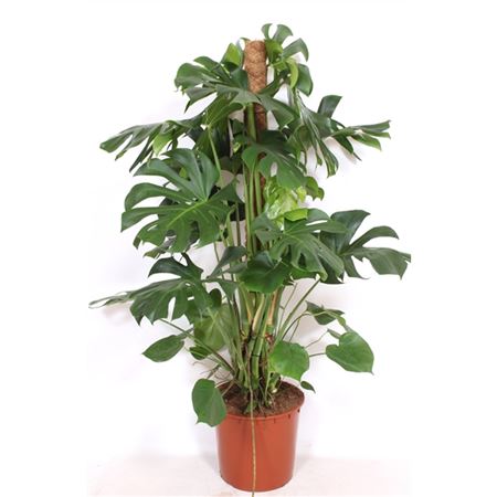 b008237_0000287483_h_1