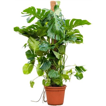 b008237_0000289381_h_1