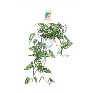 Монстера косая Хангпот