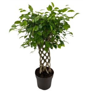 Фикус Ексотика Мат