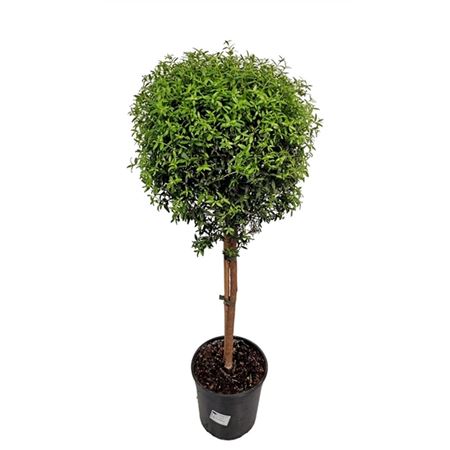 b008289_0000270697_h_1