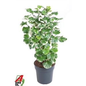 Полисциас Балфоуриана Бранчед