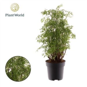 Полисциас Хаваииана Минг Бранчед декоративная